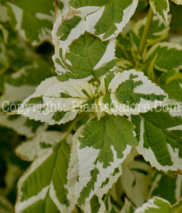 PGC-S-Caryopteris-divaricata-2012 (3 of 4)
