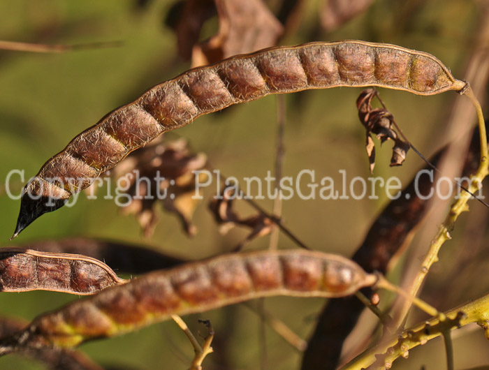 PGC-P-Cassia-hebecarpa-aka-Wild-Senna-4