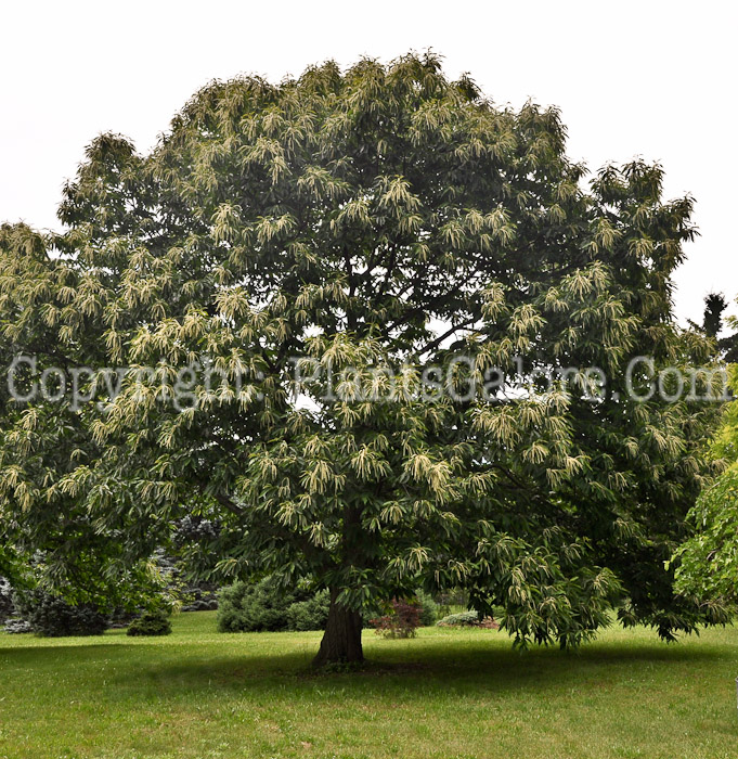 PGC-T-Castanea-dentata-aka-American-Chestnut-12