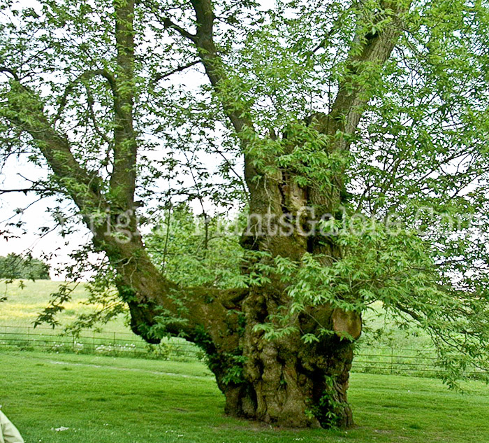 PGC-T-Castanea-sativa-aka-Sweet-Chestnut-3