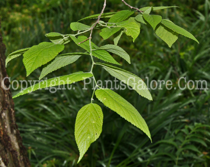 PGC-T-Celtis-occidentalis-aka-Hackberry-1-2