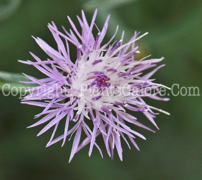 PGC-P-Centaurea-maculosa-aka-Spotted-Centaurea-1