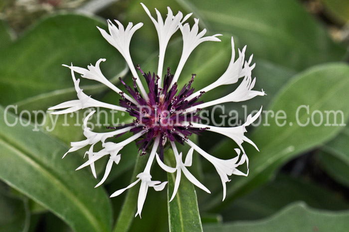 PGC-P-Centaurea-montana-Amethyst-in-Snow-1