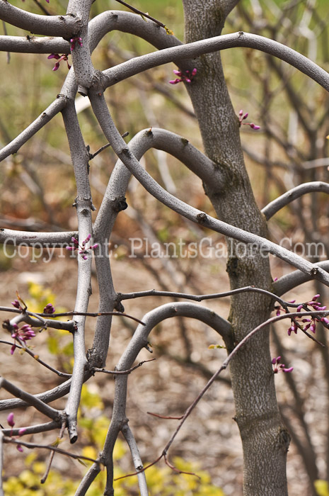 PGC-T-Cercis-canadensis-Covey-Pendula-2010-01