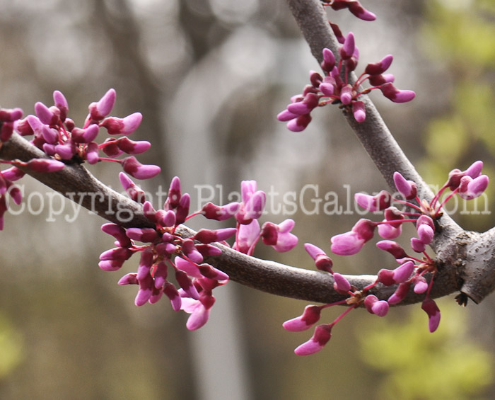 PGC-T-Cercis-canadensis-Covey-Pendula-2010-04