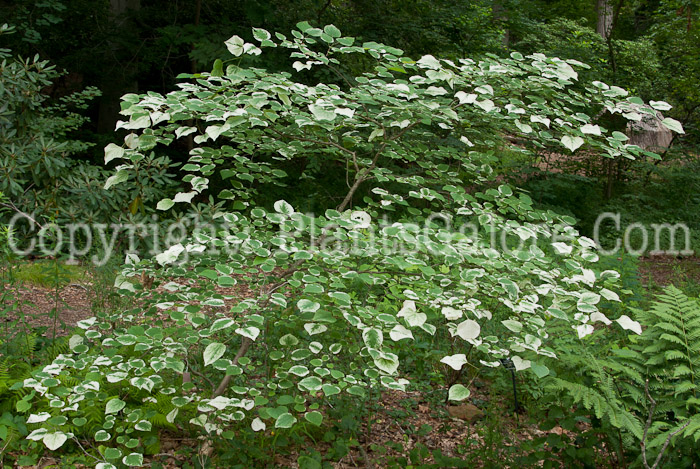 PGC-T-Cercis-canadensis-Silver-Cloud-aka-Redbud-0714-1