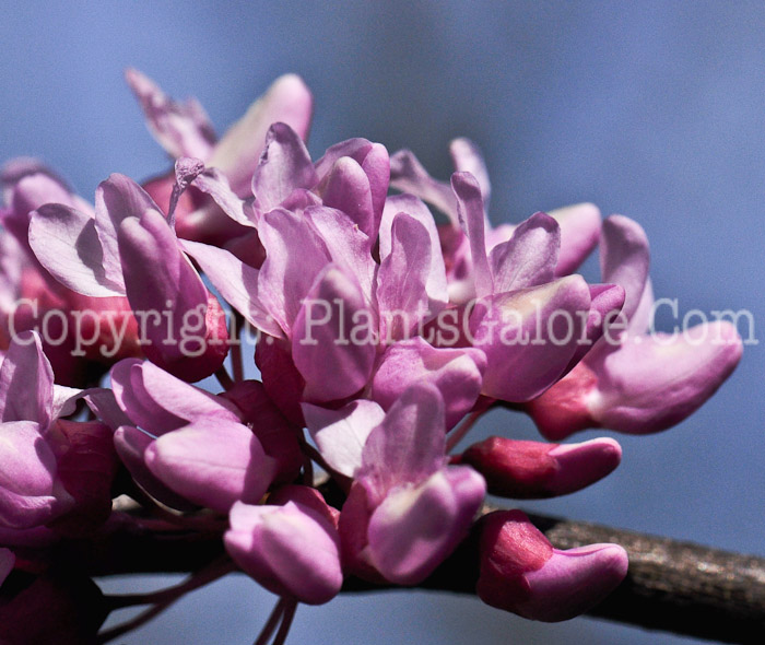 PGC-T-Cercis-canadensis-aka-Redbud-flower-2