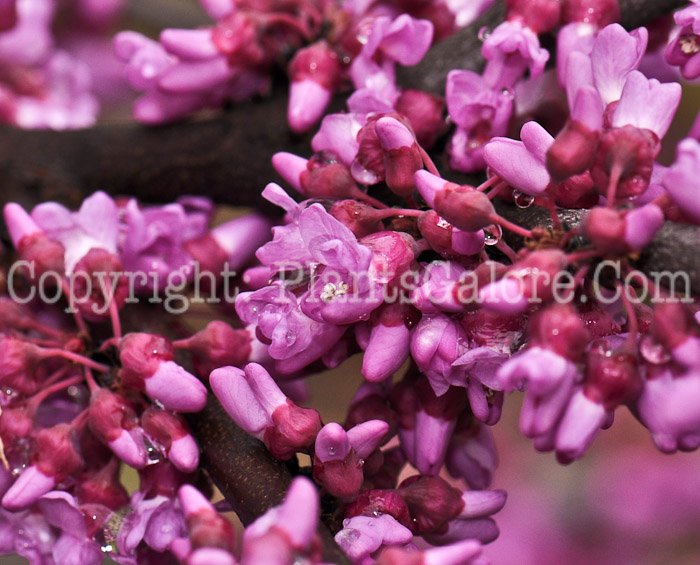 PGC-T-Cercis-canadensis-aka-Redbud-flower-4