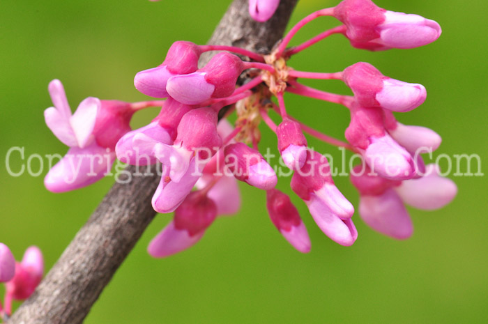 PGC-T-Cercis-canadensis-aka-Redbud-flower-5