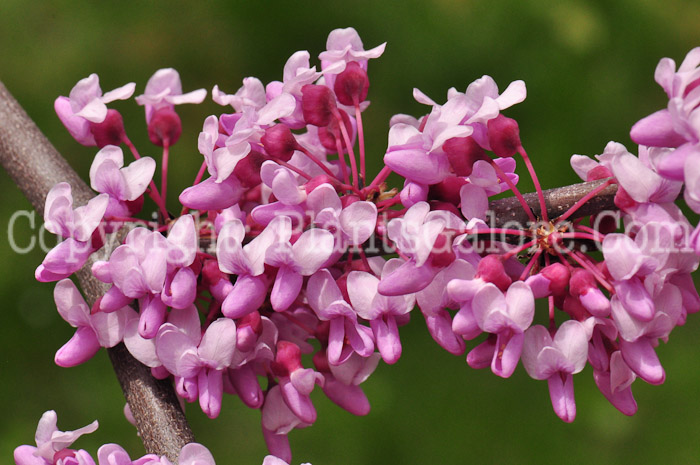 PGC-T-Cercis-canadensis-aka-Redbud-flower-6