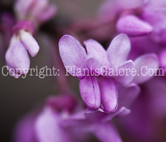 PGC-T-Cercis-canadensis-aka-Redbud-flower-8