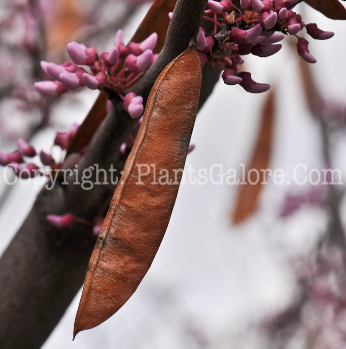 PGC-T-Cercis-canadensis-aka-Redbud-fruit-1