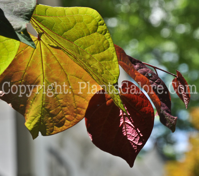 PGC-T-Cercis-canadensis-aka-Redbud-leaf-3