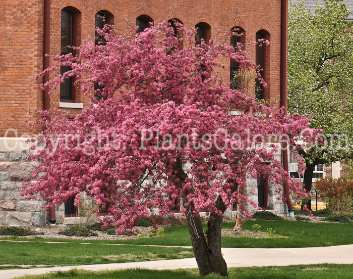 PGC-T-Cercis-canadensis-aka-Redbud-tree-3