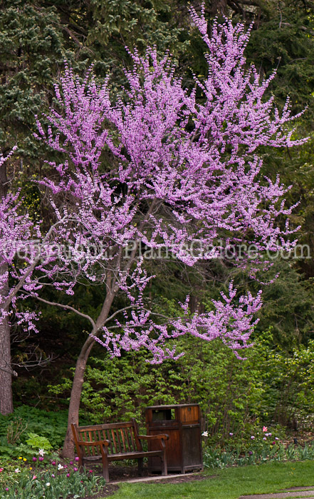 PGC-T-Cercis-canadensis-aka-Redbud-tree-5