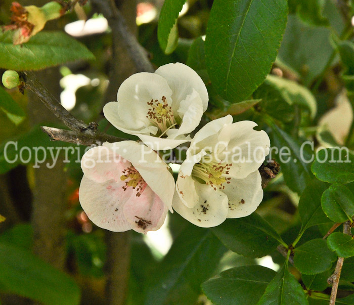 PGC-S-Chaenomeles-speciosa-Snow-04-2012-2