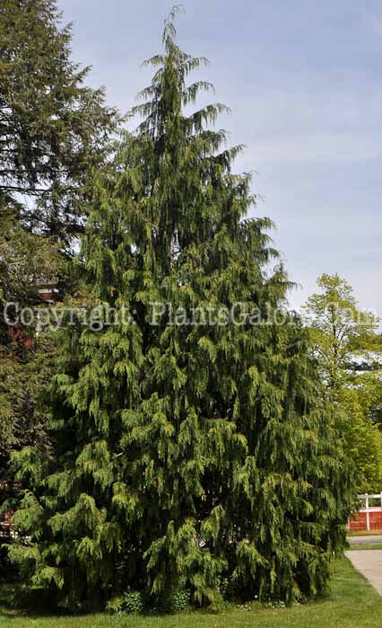 PGC-T-Chamaecyparus-nootkenensis-aka-False-Cypress-1