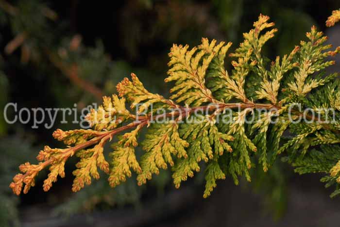 PGC-T-Chamaecyparis-obtusa-Fernspray-Gold-aka-False-Cypress--3