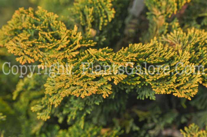 PGC-T-Chamaecyparis-obtusa-Gold-Shadow-aka-False-Cypress-004