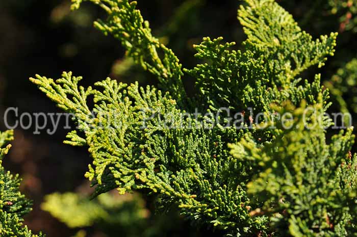 PGC-T-Chamaecyparis-obtusa-Rigid-Dwarf-2010-01