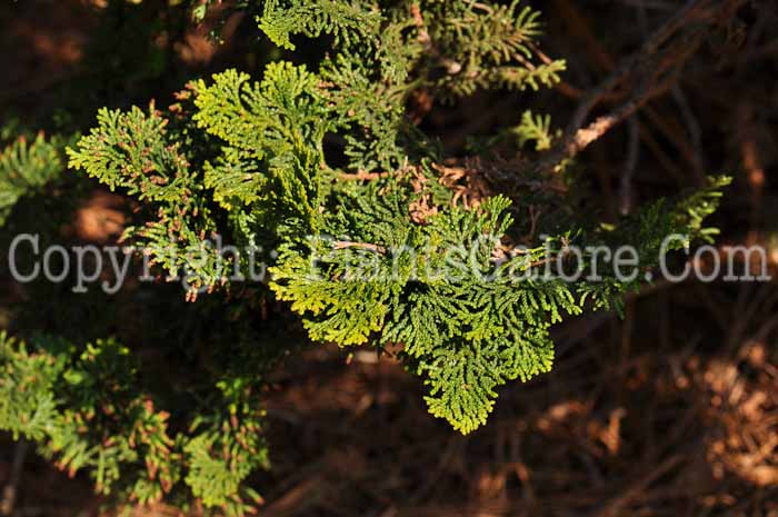 PGC-T-Chamaecyparis-obtusa-Rigid-Dwarf-2010-03