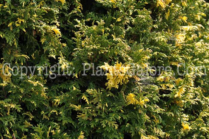 PGC-T-Chamaecyparis-pisifera-Compacta-Variegata-2010-01