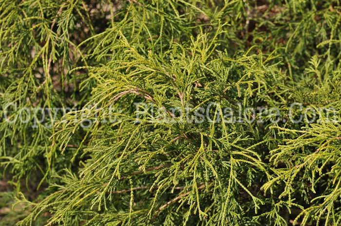 PGC-T-Chamaecyparis-pisifera-Filifera-Nana-2010-02