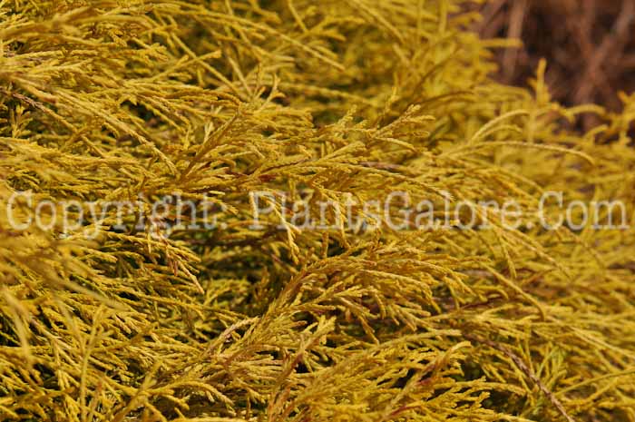 PGC-T-Chamaecyparis-pisifera-Golden-Mop-2010-02
