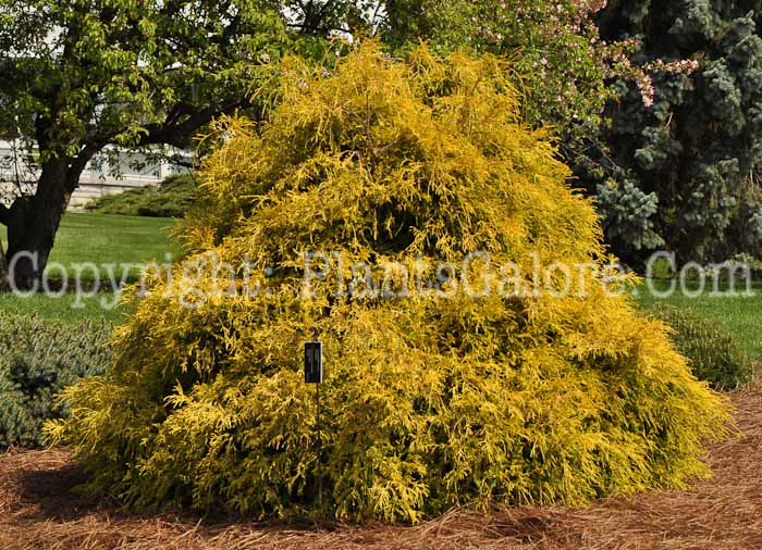 PGC-T-Chamaecyparis-pisifera-Golden-Mop-2010-06