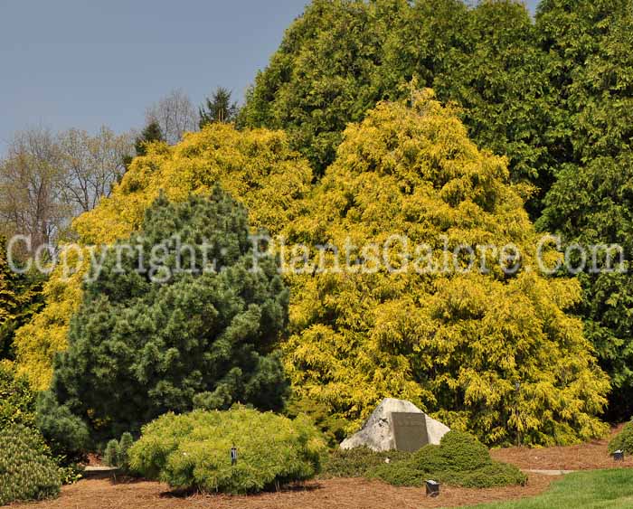 PGC-T-Chamaecyparis-pisifera-Golden-Mop-2010-07