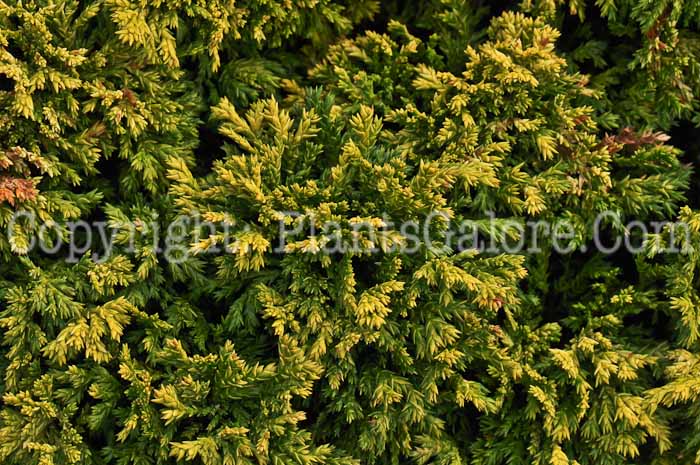 PGC-T-Chamaecyparis-pisifera-Golden-Pin-Cushion-aka-False-Cypress-1