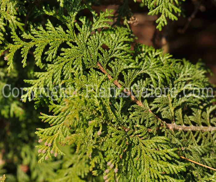 PGC-T-Chamaecyparis-pisifera-Nana-2010-01