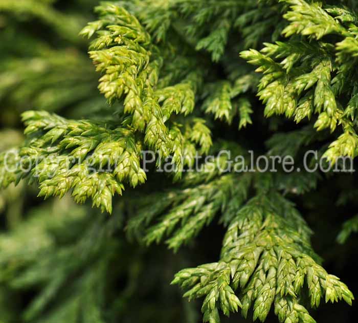 PGC-T-Chamaecyparis-pisifera-Squarros-aka-False-Cypress--2010