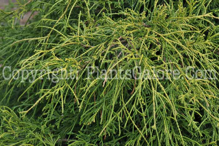 PGC-T-Chamaecyparis-pisifera-Sungold-2010-01