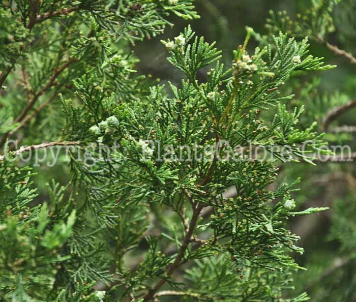 PGC-T-Chamaecyparis-thyoides-Green-Briar-2011-002