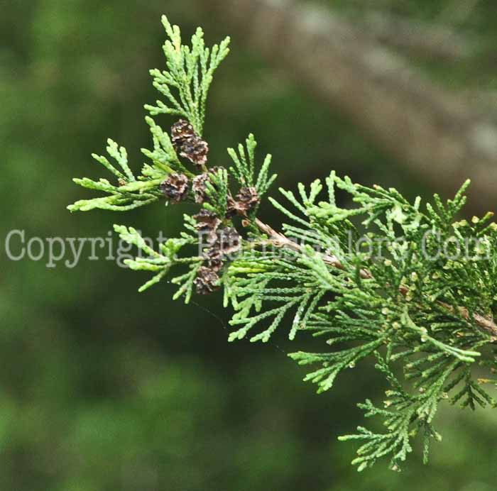 PGC-T-Chamaecyparis-thyoides-Green-Briar-2011-003