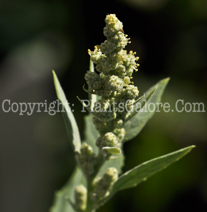 PGC-A-Chenopodium-album-aka-Lambs-Quarters-8