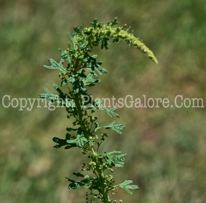 PGC-A-Chenopodium-botrys-aka-Jerusalem-Oak-1