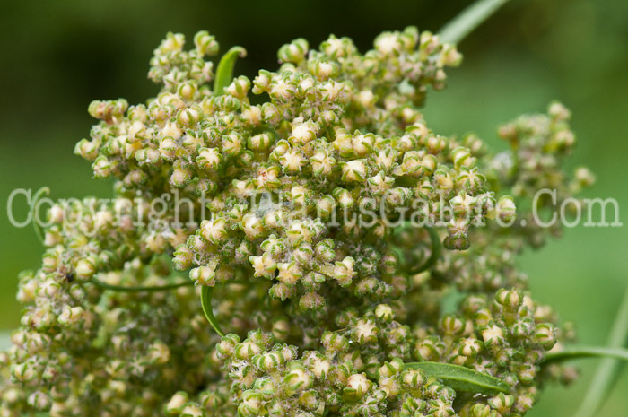PGC-A-Chenopodium-quinoa-aka-Quinoa-0913-2
