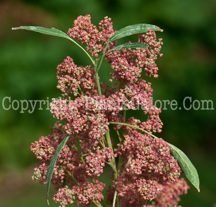 PGC-A-Chenopodium-quinoa-aka-Quinoa-1013v-1