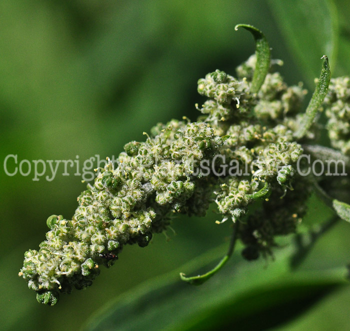 PGC-A-Chenopodium-quinoa-aka-Quinoa-813r-1