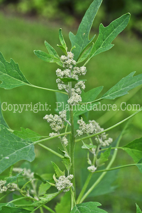 PGC-A-Chenopodium-quinoa-aka-Quinoa-813wd-1