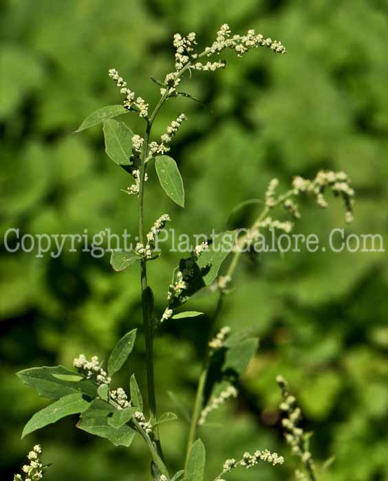 PGC-A-Chenopodium-album-aka-Lambs-Quarters-1