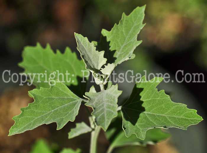 PGC-A-Chenopodium-album-aka-Lambs-Quarters-2