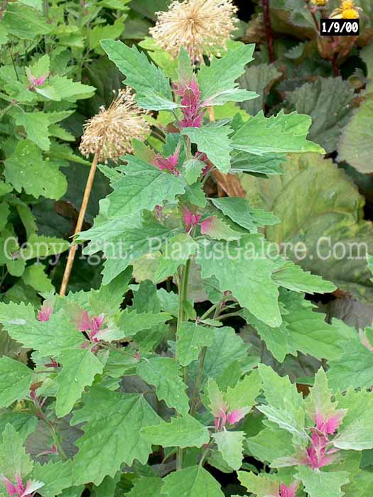 PGC-A-Chenopodium-album-aka-Lambs-Quarters-3