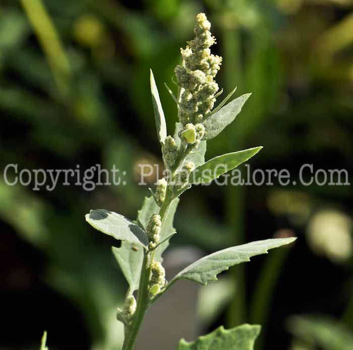 PGC-A-Chenopodium-album-aka-Lambs-Quarters-9