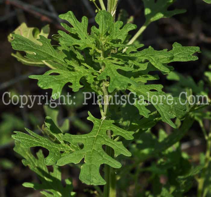 PGC-A-Chenopodium-botrys-aka-Jerusalem-Oak-2