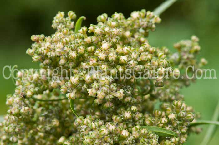 PGC-A-Chenopodium-quinoa-aka-Quinoa-0913-2