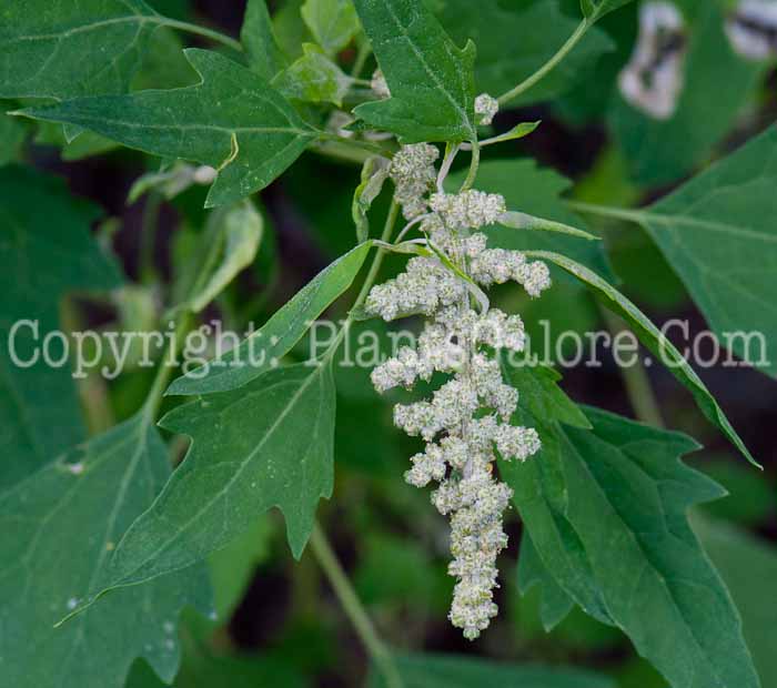 PGC-A-Chenopodium-quinoa-aka-Quinoa-0913-4