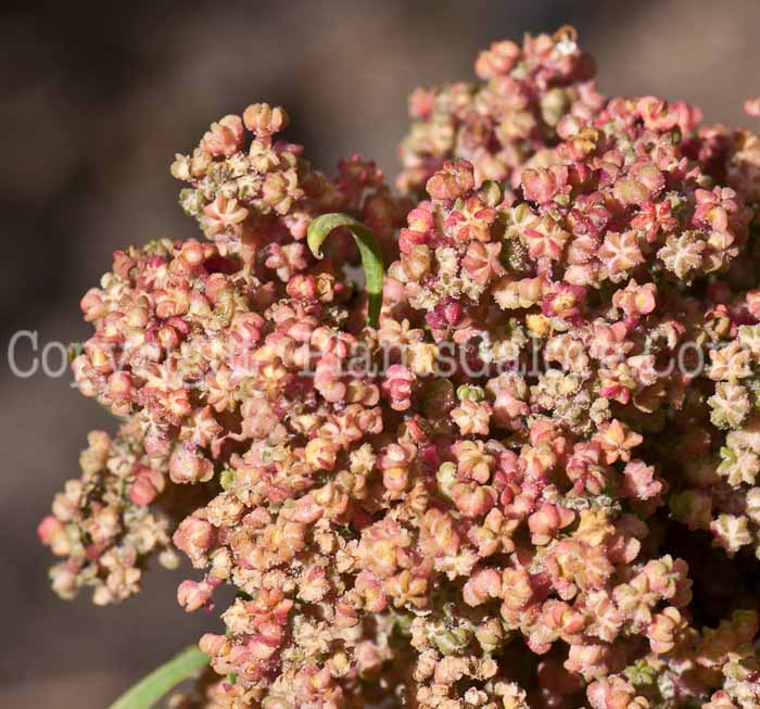 PGC-A-Chenopodium-quinoa-aka-Quinoa-1013p-1
